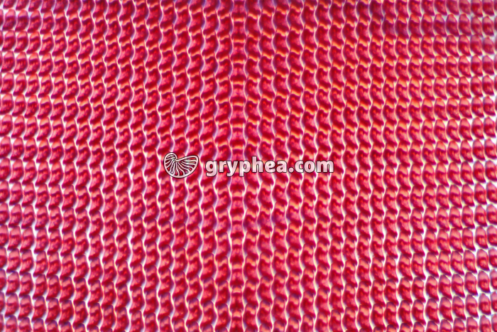 Radula Escargot x45 - gryphea.org